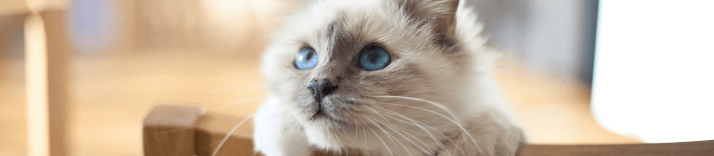 Sensitive Cat hero