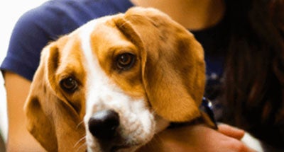 Puppy