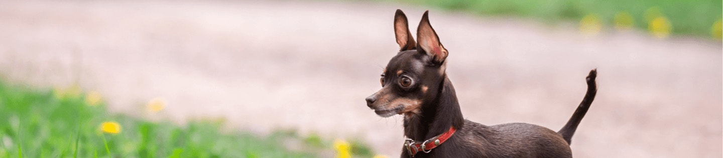 Mengapa Anjing Makan Rumput