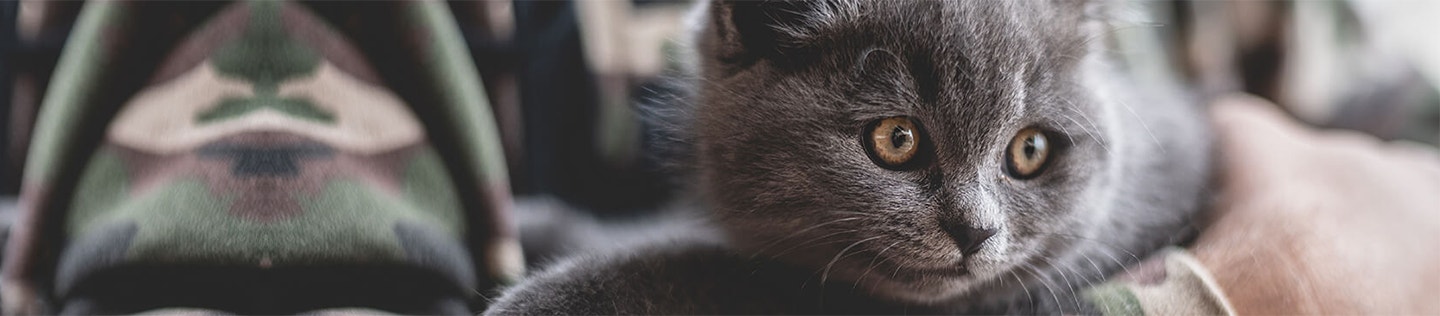 5-Tips-to-Help-Your-Kitten-Live-a-Long-and-Healthy-Life banner