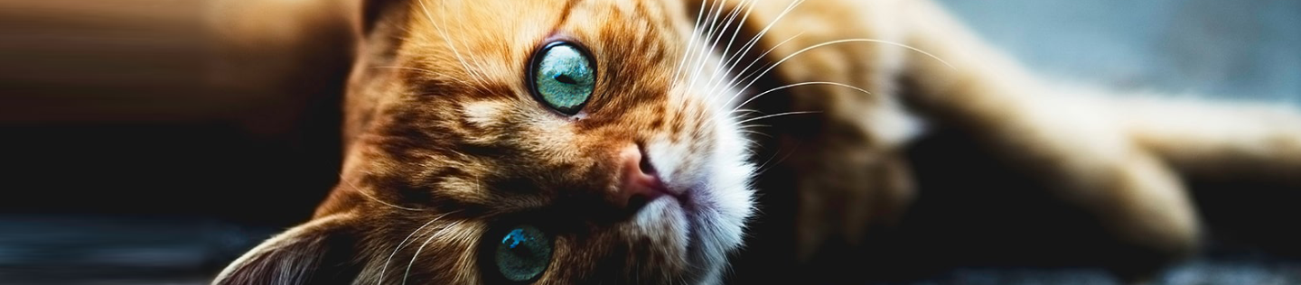 Pedoman Memberi Makan Kucing Anda