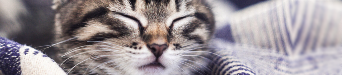 Kitten Basics: Do Kittens Get Hairballs?