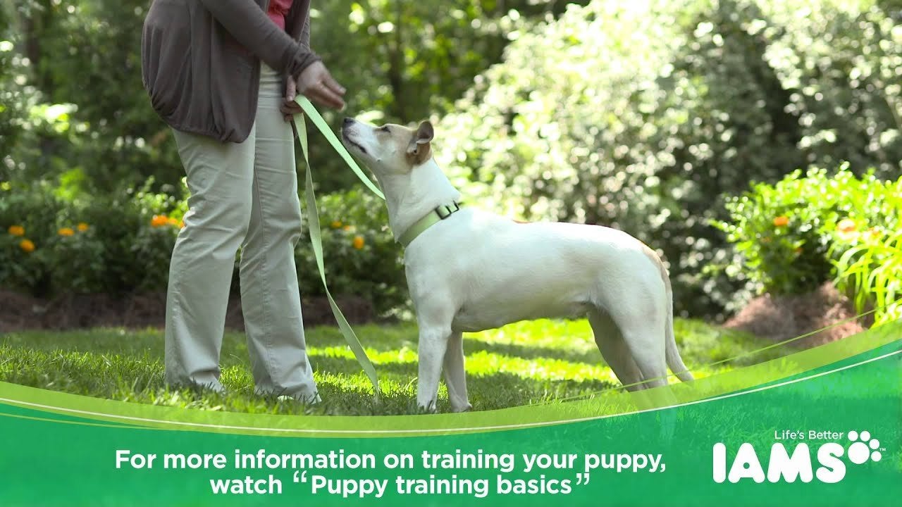 How to Leash Train a Puppy IAMS