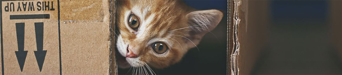 Understanding Kitten Food Product Codes