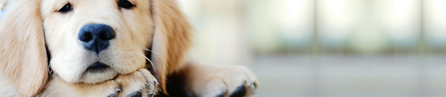 dog article