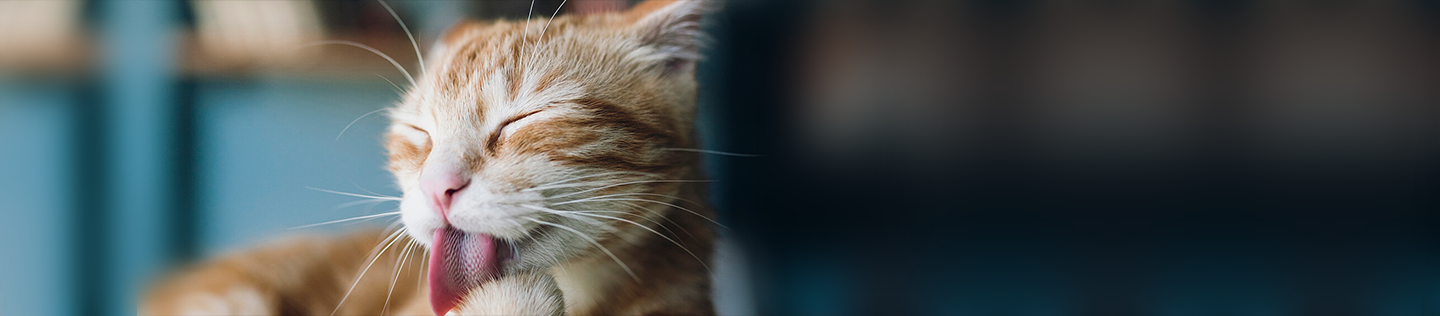 Penyebab Kucing Muntah dan Pengobatannya