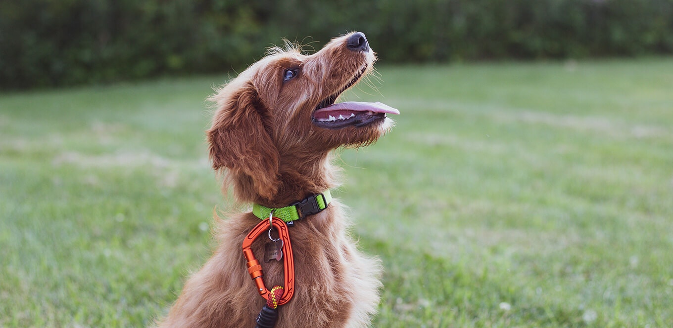  article chicken the complete protein source for your dog inset