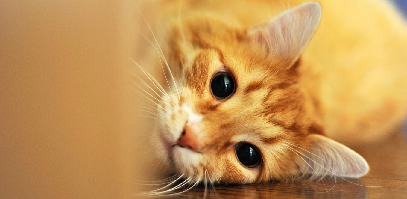 Does Your Cat Have Allergies?