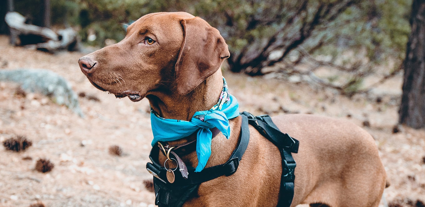 How Preservatives Are Used in IAMS™ Dog Food