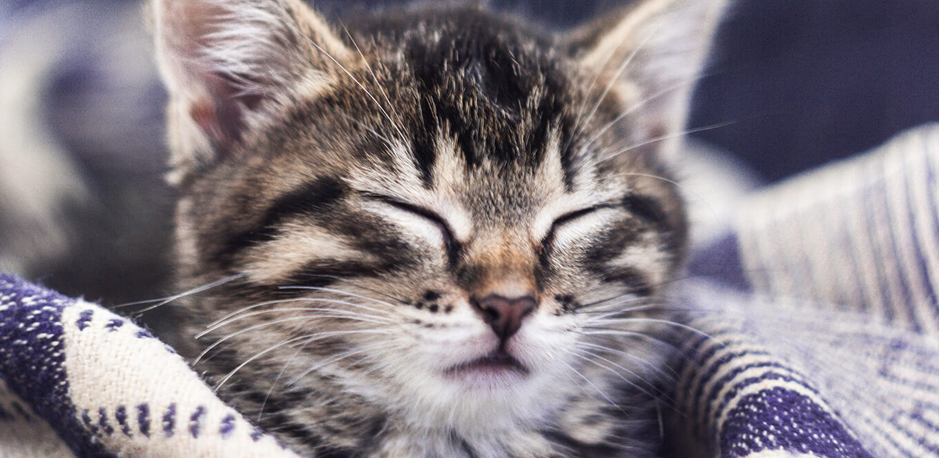 Kitten Basics: Do Kittens Get Hairballs?
