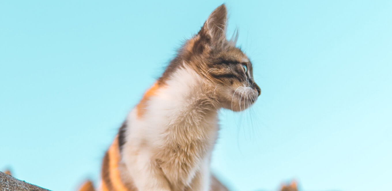 Kitten Basics: Taking Care of Your Kitten’s Oral Health