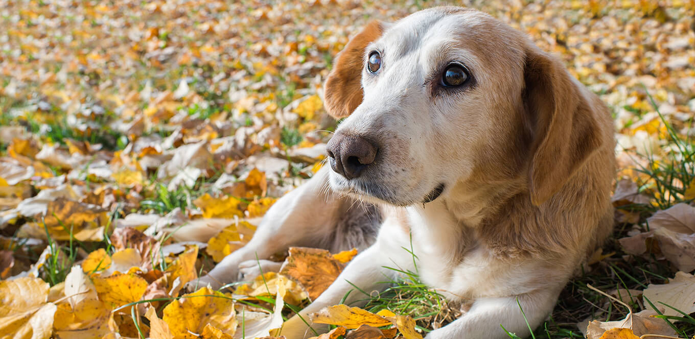 article medium breed mature or senior dogs nutritional needs header