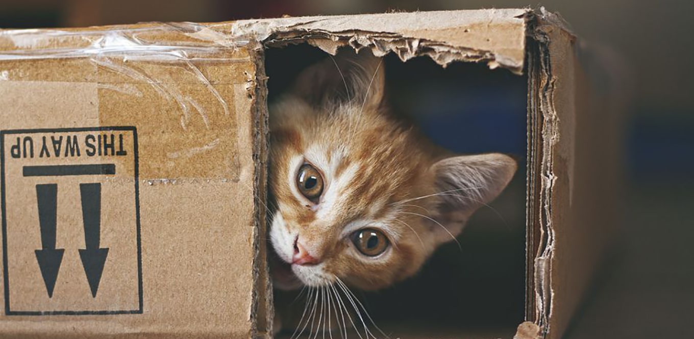 Understanding Kitten Food Product Codes