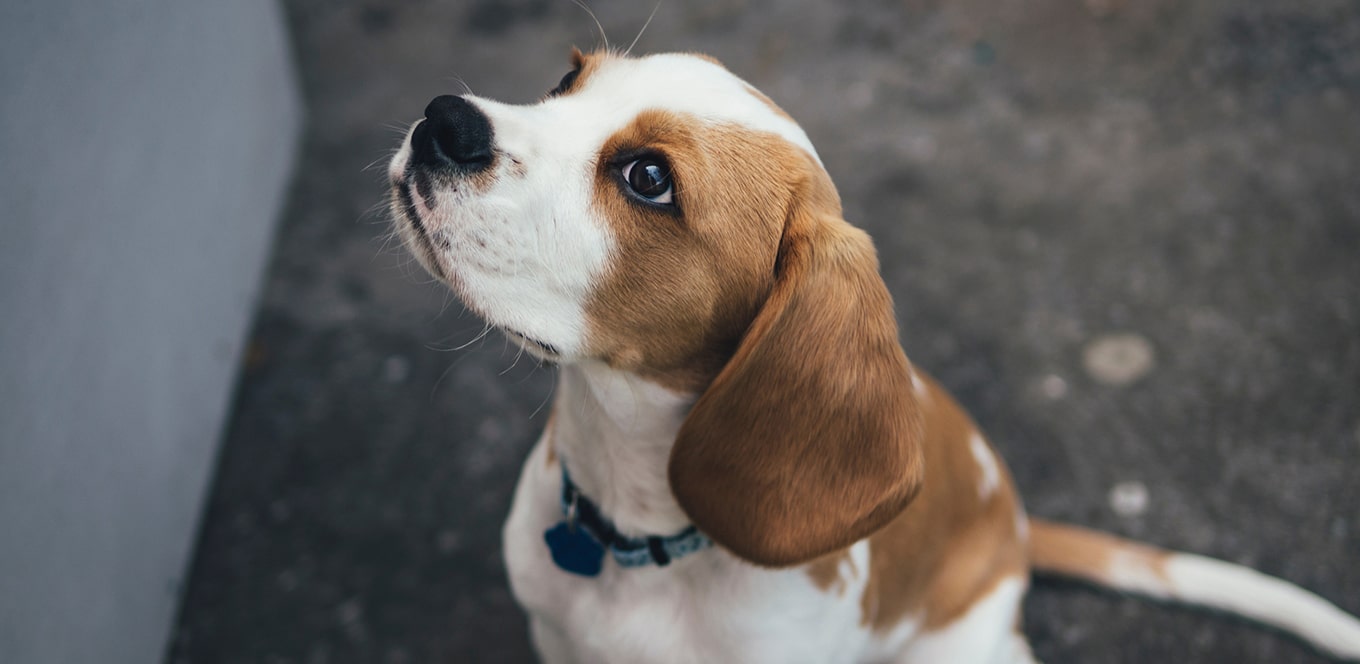 article why dha is good for puppies header 0