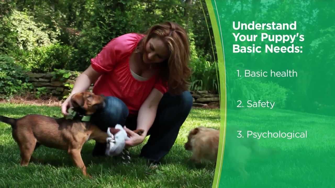 How to take care of a puppy