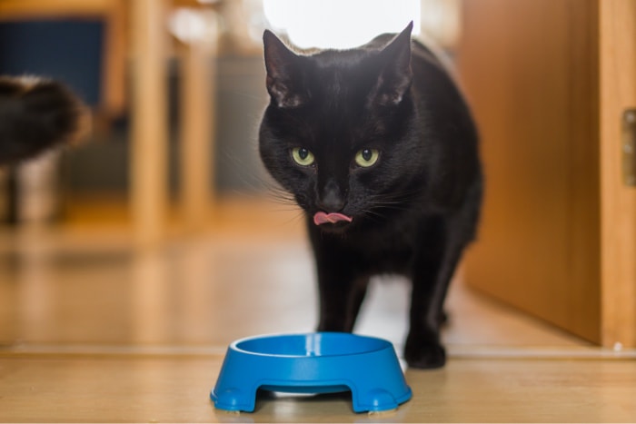 How to Keep Your Cat’s Urinary Tract in Tip-top Shape