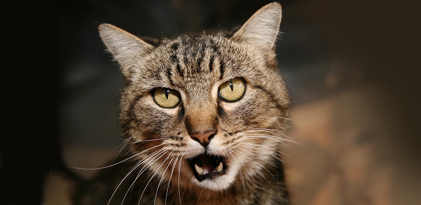 Your Cat’s Language: What Meows, Chirps and Yowls Mean