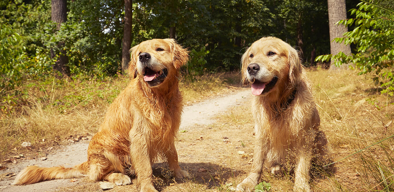 Tips for Caring for Large Dogs