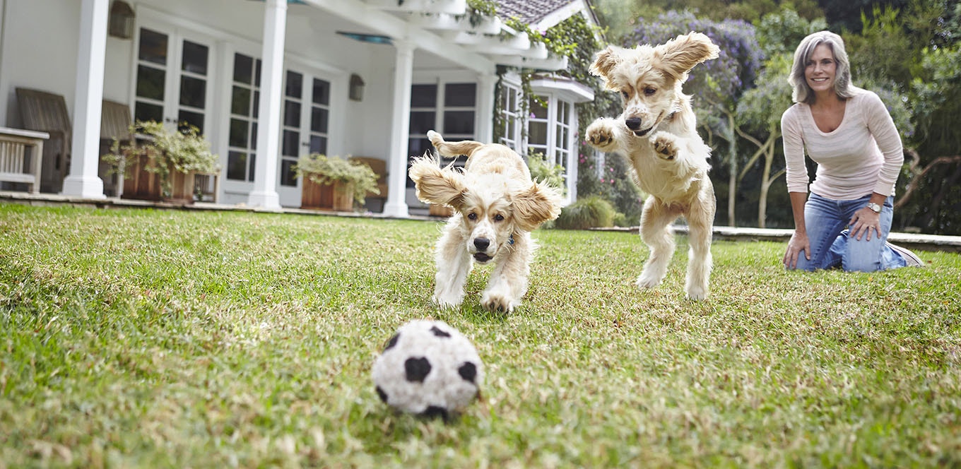 puppy-basics-expert-training-tips