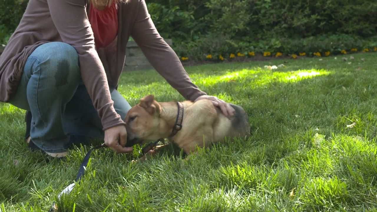 Puppy training basics