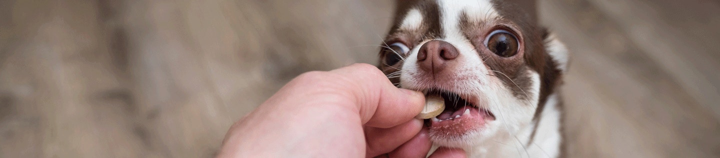 Does My Dog Need Additional Vitamins?