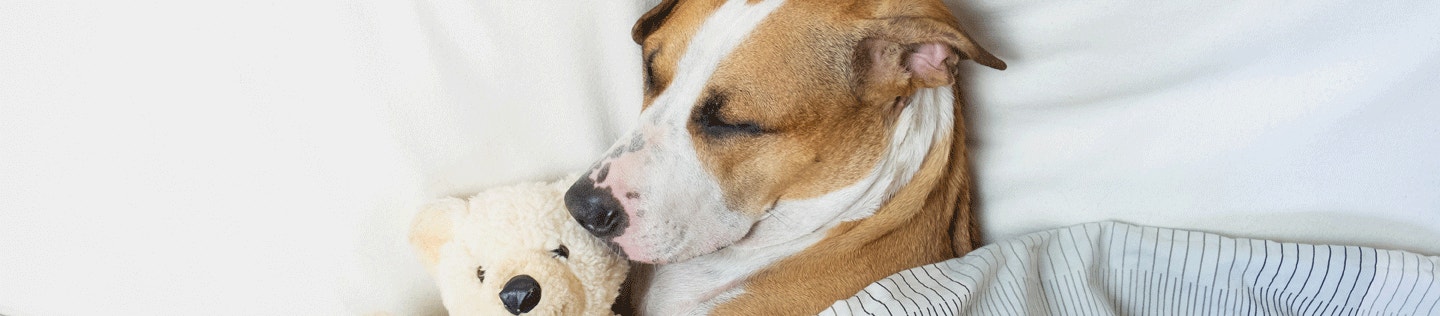 Why Do Dogs Sleep So Much? We Take an A to Zzz Look at the Issue