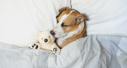 Why Do Dogs Sleep So Much? We Take an A to Zzz Look at the Issue
