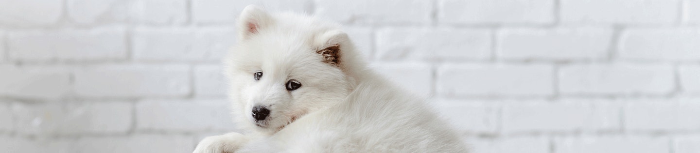 Keeping Your Dog's Weight in Check