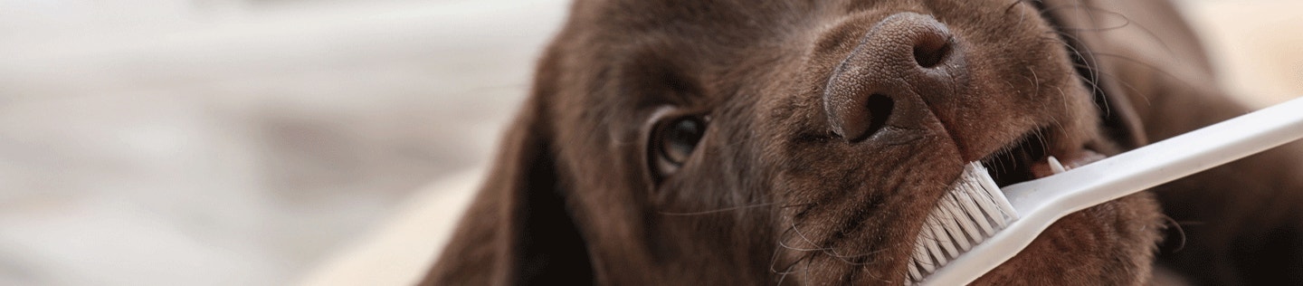 Feeding Tips for Your Teething Puppy