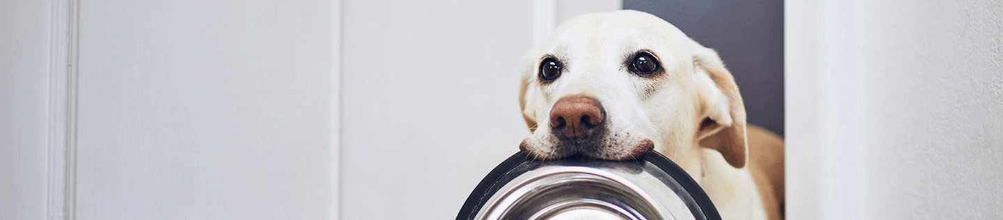 How to Decipher Dog Food Labels: Dates and Shelf Life