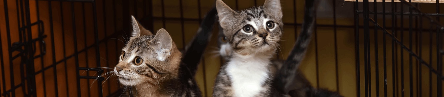Hal Yang Perlu Anda Ketahui Sebelum Mengadopsi Seekor Kucing