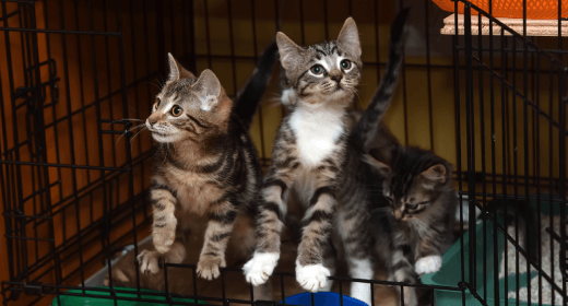 Hal Yang Perlu Anda Ketahui Sebelum Mengadopsi Seekor Kucing