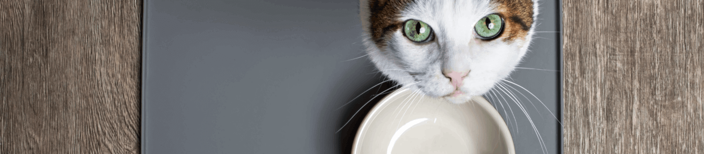 What You Should Know About Changing Your Cat’s Diet 
