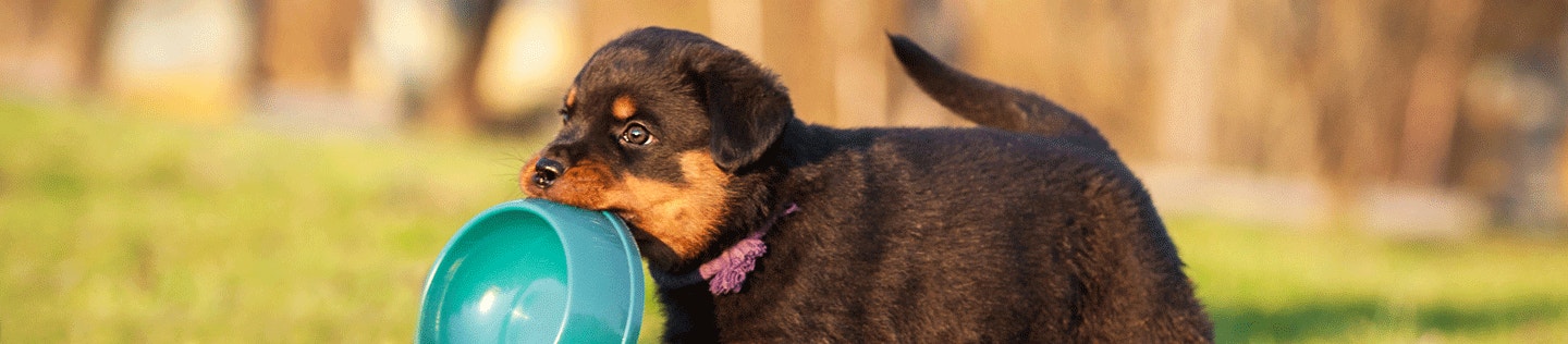 Why Premium Puppy Food Is a Better Value