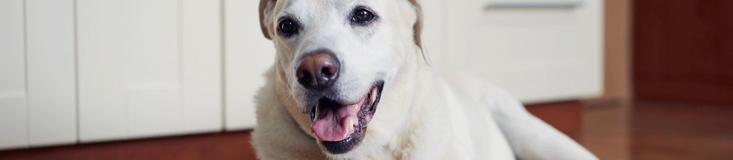 Your Senior Dog’s Special Nutritional Needs
