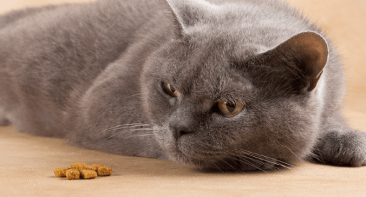 Apakah Kucing Pemilih makanan  ? Berikut Beberapa Tips Untuk Membantu Anda!