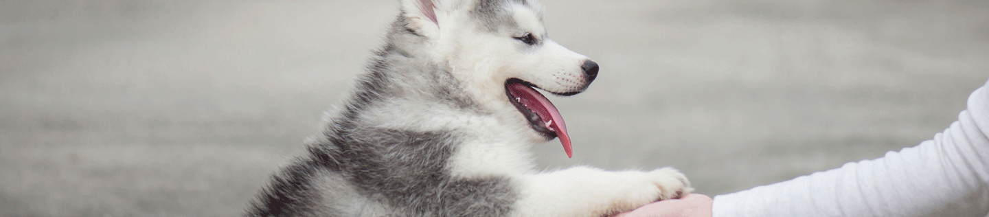 Puppy training basics