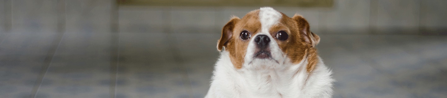 How Fat Affects Your Dog’s Performance
