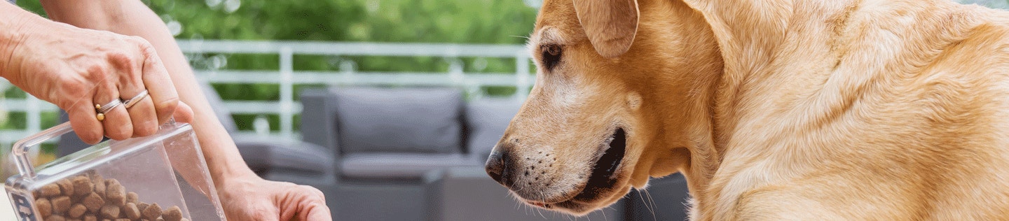 How to Decipher Dog-Food Labels: Calorie and Fat Terms