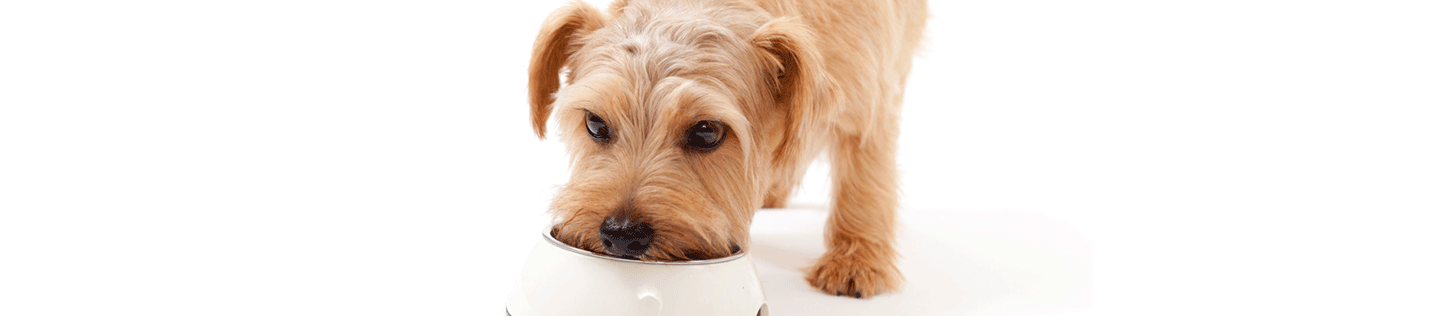 Why Nutrition Is Important for Healthy Skin and Coat