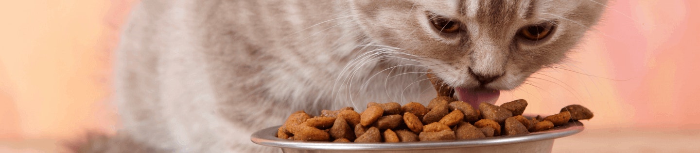 cat-articcat article detail bannerle-detail-banner