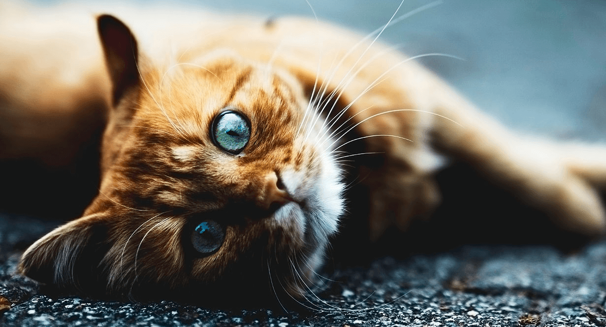 Dasar-Dasar Seputar Anak Kucing: Cara Menjaga Kesehatan Anak Kucing Anda