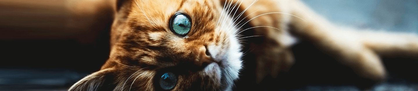 Dasar-Dasar Seputar Anak Kucing: Cara Menjaga Kesehatan Anak Kucing Anda