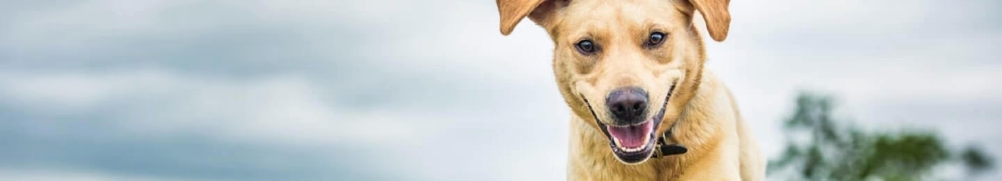 See the wow rtb image