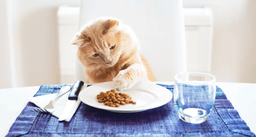 Memahami Kebiasaan Makan Kucing Anda