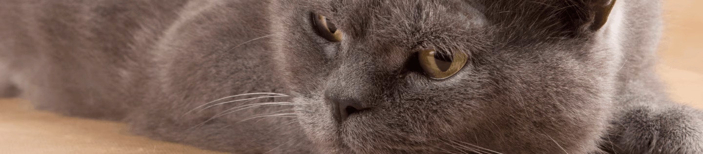 Apakah Kucing Anda Pemilih Makanan?