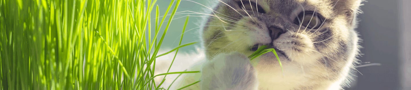 Mengapa Serat Begitu Penting bagi Nutrisi Kucing Anda