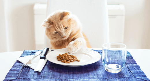 Cara Memberi Makan Kucing