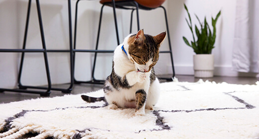 Cara Memotong Kuku Kucing: Panduan Komprehensif untuk Memahami dan Mengatasi Cakar Kucing
