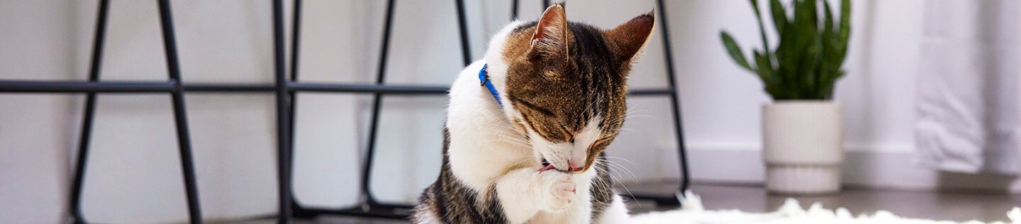 Cara Memotong Kuku Kucing: Panduan Komprehensif untuk Memahami dan Mengatasi Cakar Kucing